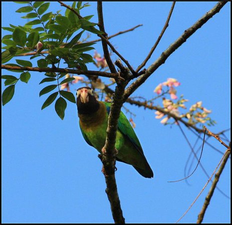 Photo (1): Brown-hooded Parrot