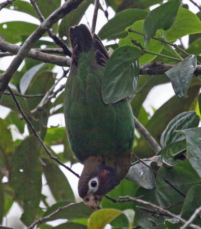 Photo (2): Brown-hooded Parrot