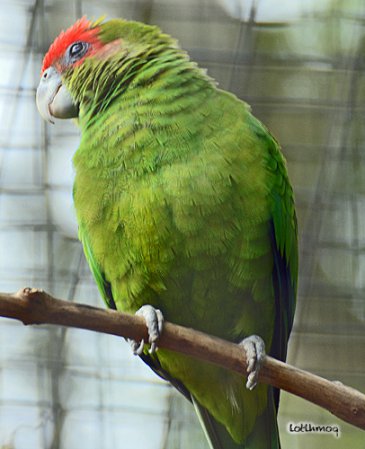 Photo (1): Pileated Parrot