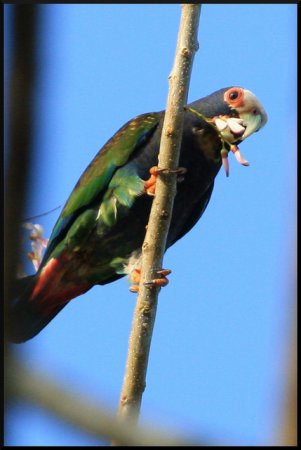 Photo (8): White-crowned Parrot