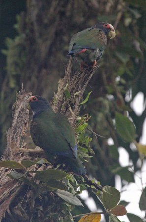 Photo (7): White-crowned Parrot