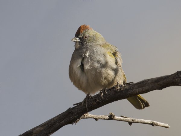 Photo (10): Green-tailed Towhee