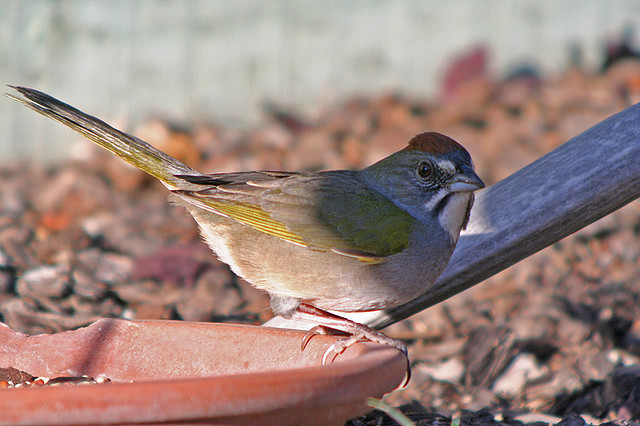 Photo (11): Green-tailed Towhee