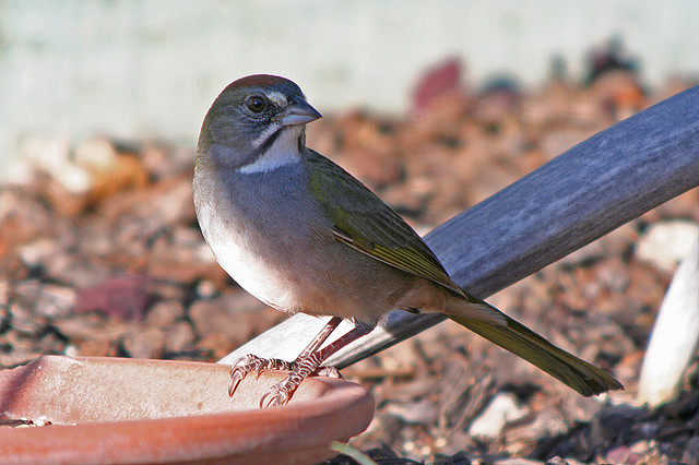 Photo (20): Green-tailed Towhee