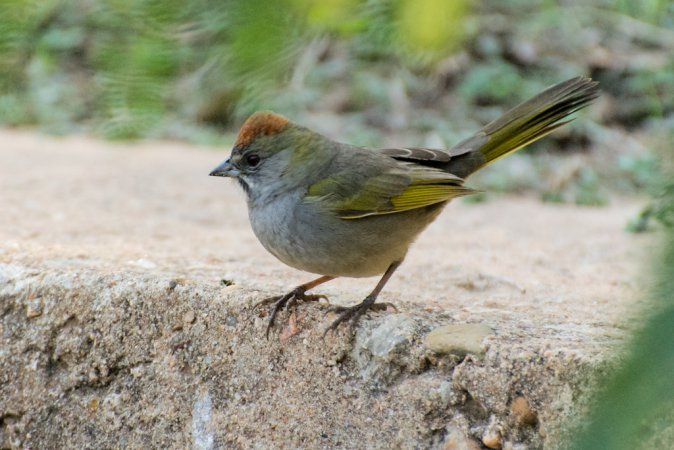 Photo (3): Green-tailed Towhee