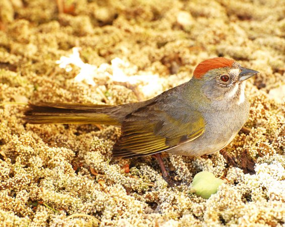 Photo (15): Green-tailed Towhee