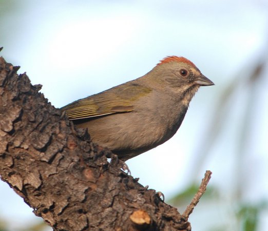 Photo (23): Green-tailed Towhee