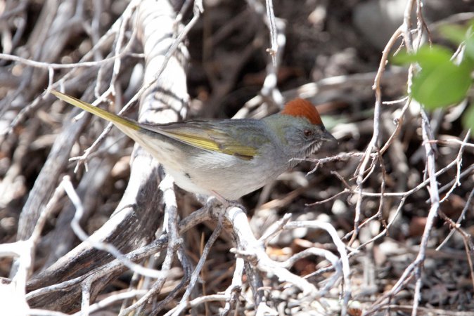 Photo (12): Green-tailed Towhee