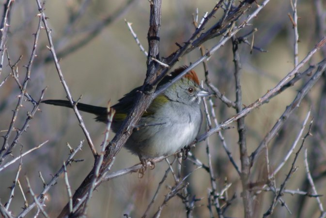 Photo (22): Green-tailed Towhee