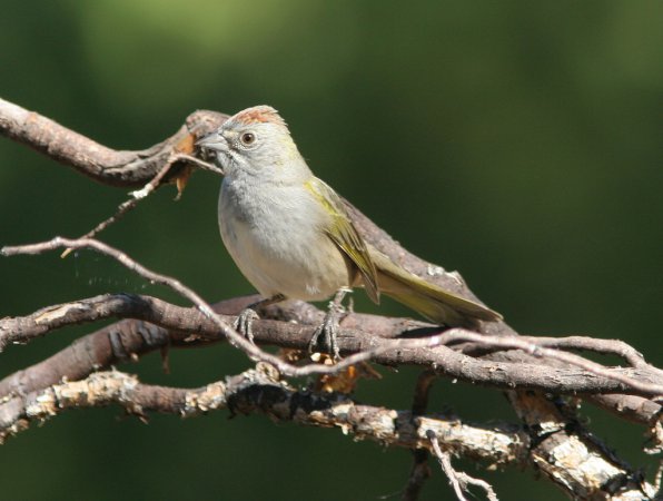 Photo (18): Green-tailed Towhee