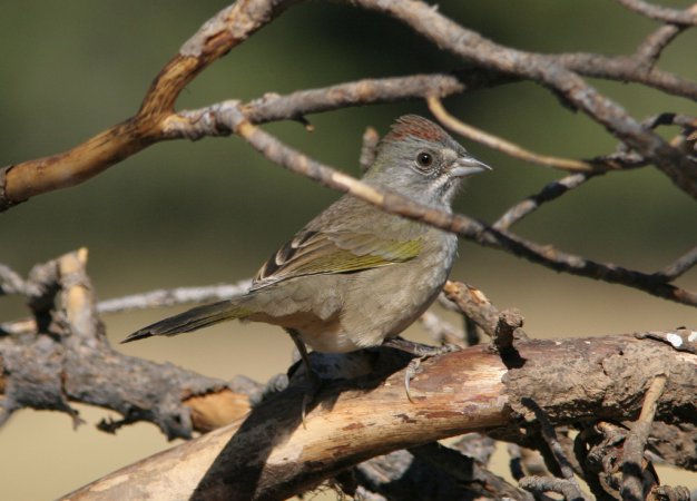 Photo (24): Green-tailed Towhee