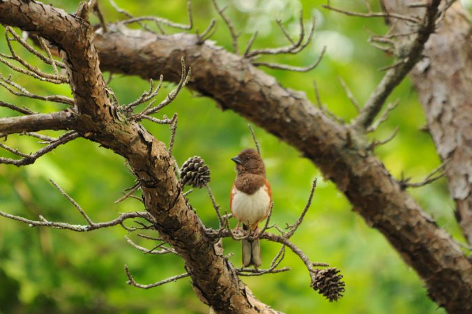 Photo (10): Eastern Towhee