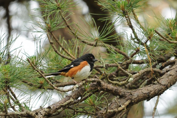 Photo (12): Eastern Towhee