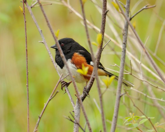Photo (3): Eastern Towhee