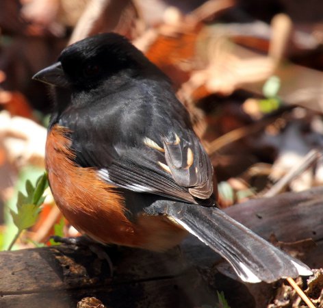 Photo (7): Eastern Towhee