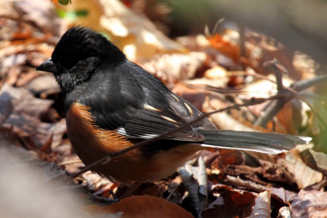 Photo (14): Eastern Towhee