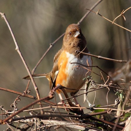 Photo (2): Eastern Towhee