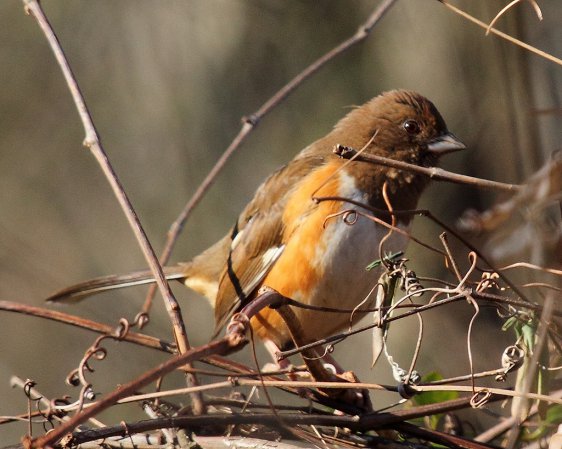 Photo (9): Eastern Towhee