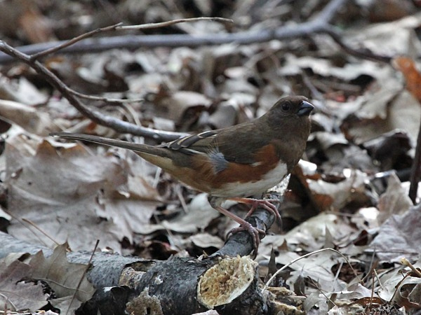 Photo (4): Eastern Towhee