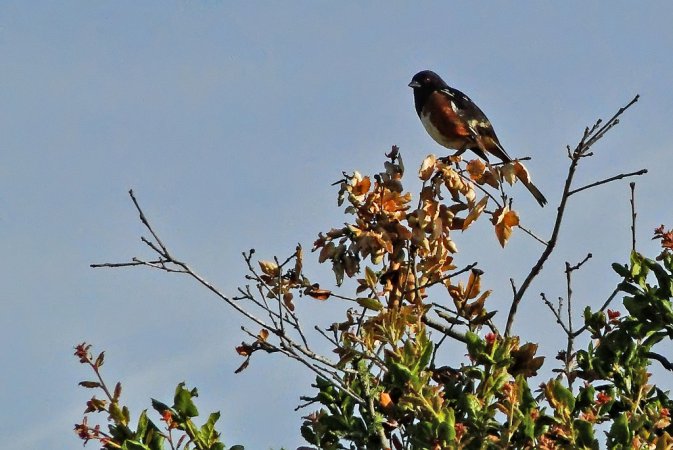 Photo (16): Eastern Towhee