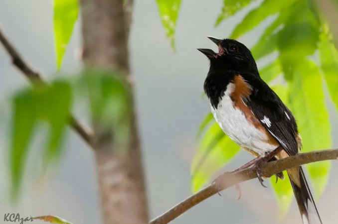 Photo (5): Eastern Towhee