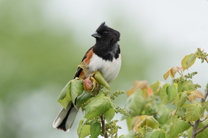 Photo (13): Eastern Towhee