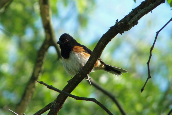 Photo (15): Eastern Towhee
