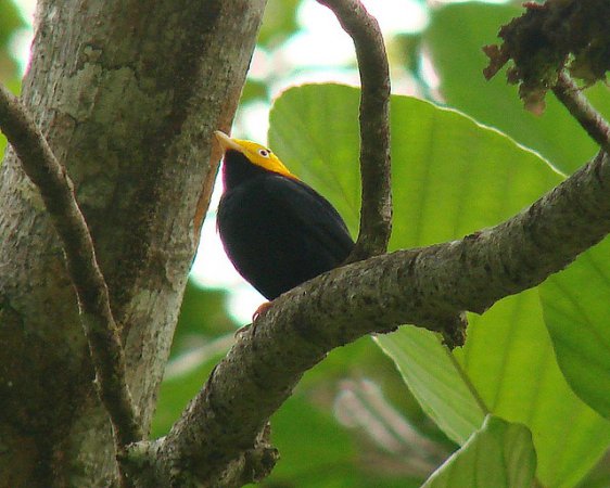 Photo (4): Golden-headed Manakin