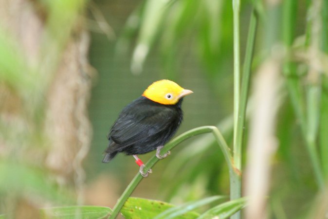 Photo (5): Golden-headed Manakin