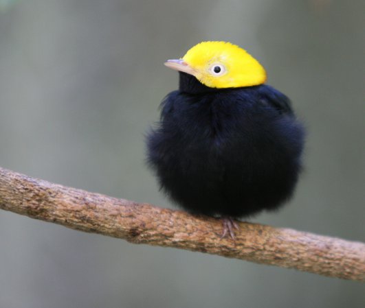 Photo (1): Golden-headed Manakin