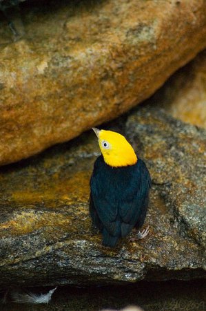 Photo (2): Golden-headed Manakin