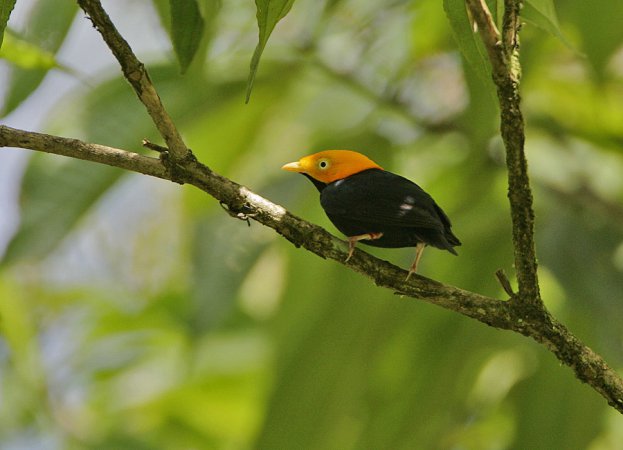Photo (3): Golden-headed Manakin
