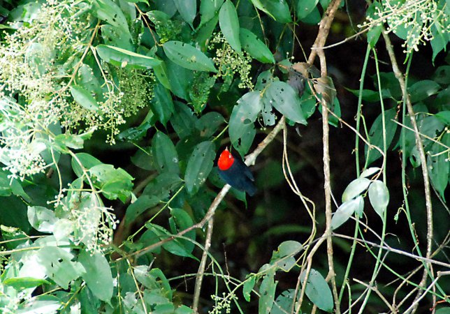 Photo (1): Red-capped Manakin