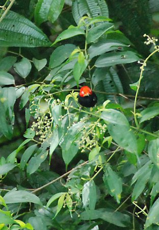 Photo (2): Red-capped Manakin