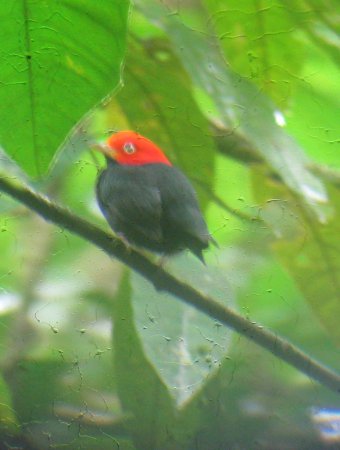 Photo (3): Red-capped Manakin