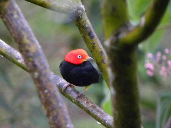Photo (4): Red-capped Manakin