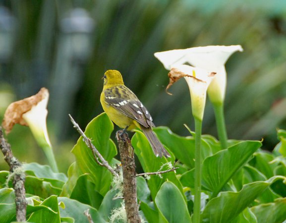 Photo (17): Flame-colored Tanager