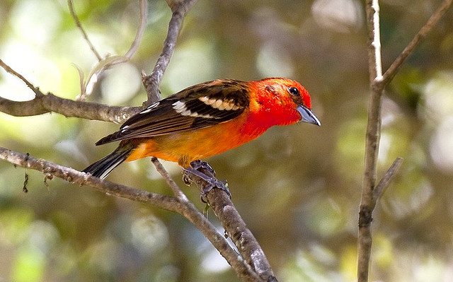 Photo (18): Flame-colored Tanager