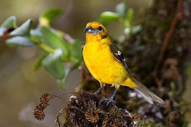 Photo (6): Flame-colored Tanager