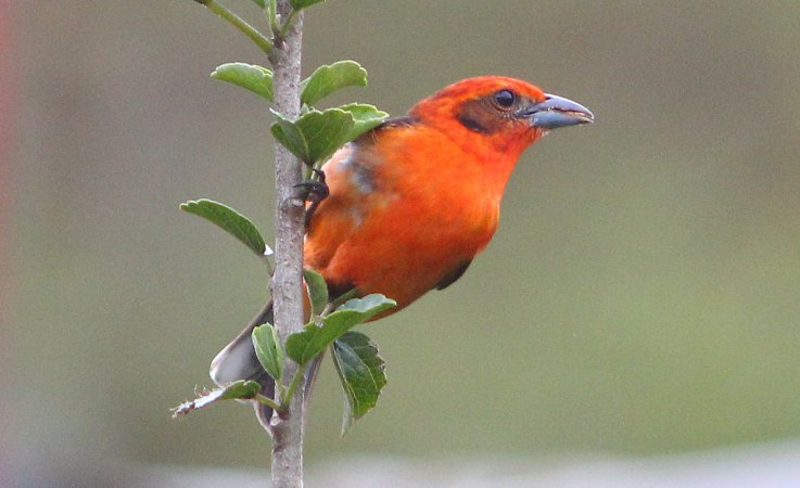 Photo (3): Flame-colored Tanager
