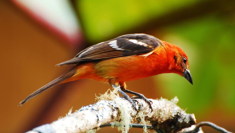 Photo (13): Flame-colored Tanager