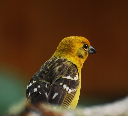 Photo (11): Flame-colored Tanager