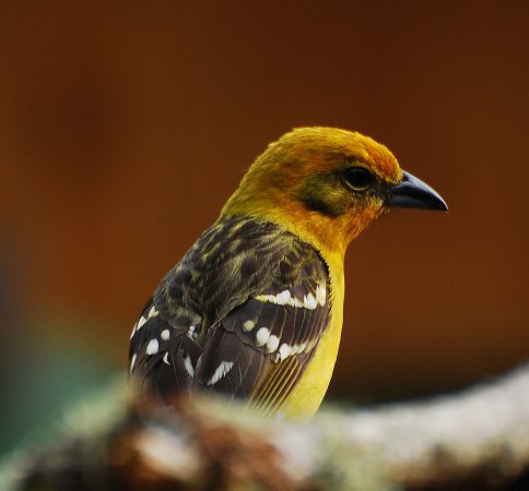 Photo (9): Flame-colored Tanager