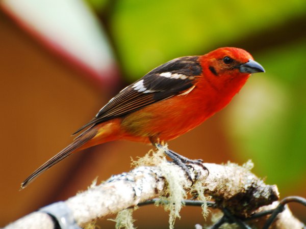 Photo (15): Flame-colored Tanager