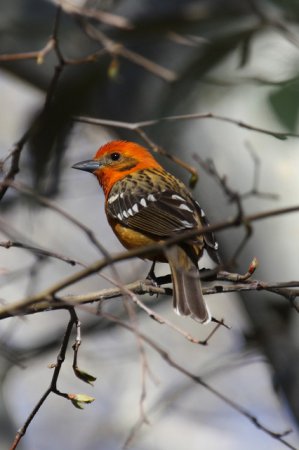 Photo (7): Flame-colored Tanager