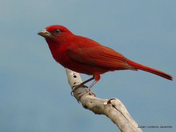 Photo (1): Hepatic Tanager