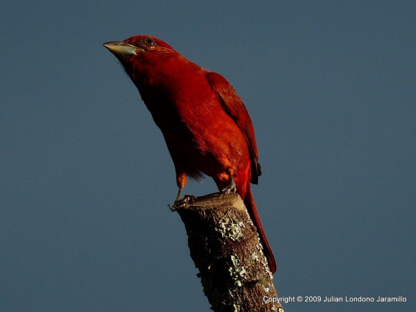 Photo (19): Hepatic Tanager