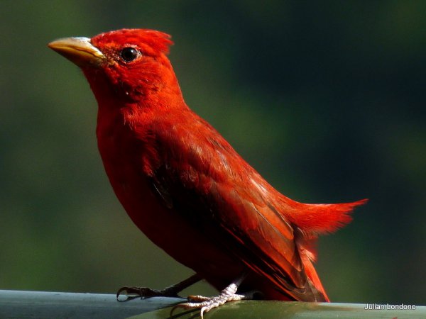 Photo (7): Hepatic Tanager