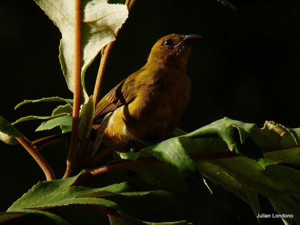 Photo (22): Hepatic Tanager