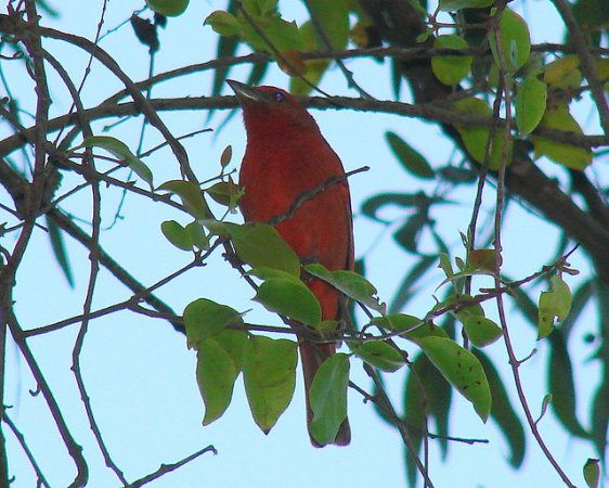Photo (26): Hepatic Tanager